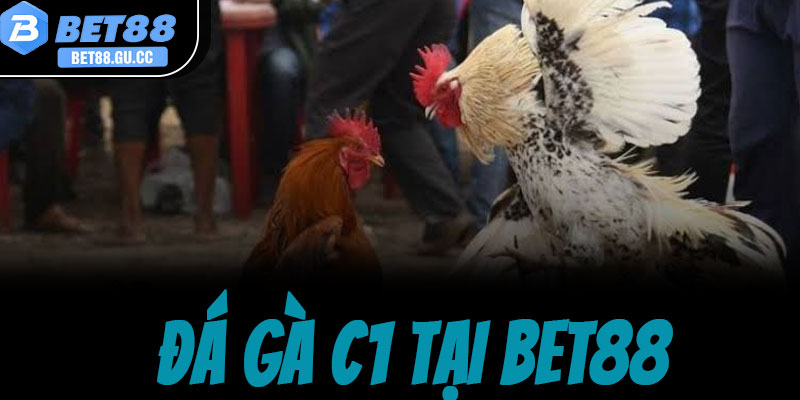 Đá gà C1 tại bet88 là gì? Sức hút từ đấu trường đỉnh cao